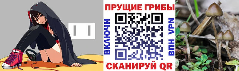 KRAKEN ссылка  Ярцево  Галлюциногенные грибы Cubensis  закладки 